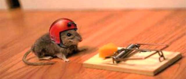 ratos ratoeira solux dedetizadora