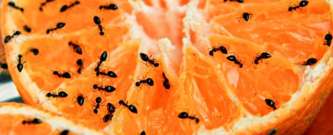 dedetização formigas preço
