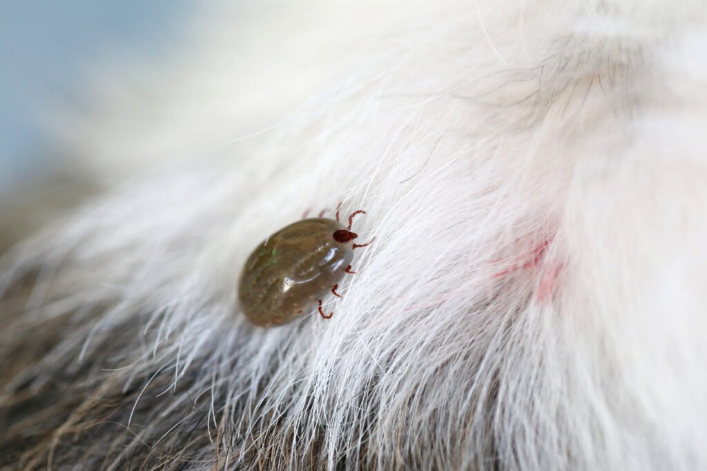 Elimine carrapato e Proteja sua Família e seus Pets de doenças causada por carrapato!